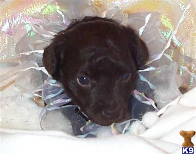 Puppies in KS
